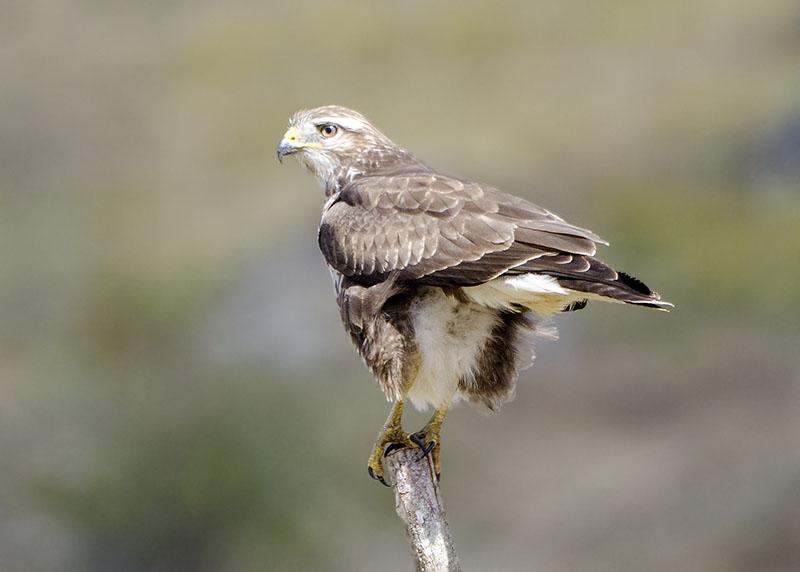 Poiana - Buteo buteo